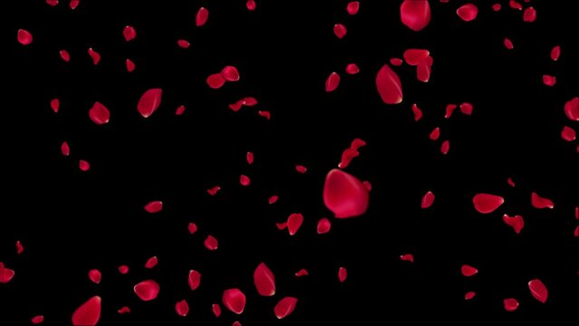 Red rose petals falling spring red blossom romantic valentine day, anniversary, bridal, engagement, wedding event overlay 4k background loop