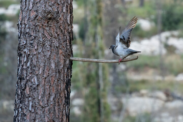 A Dove Landing on a Tree Branch