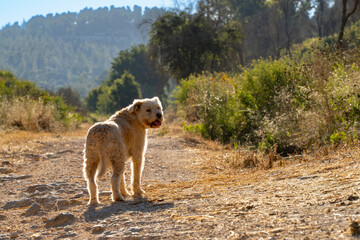 A Dog on a Country Road