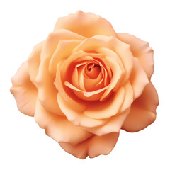 Rose flower head isolated on transparent background