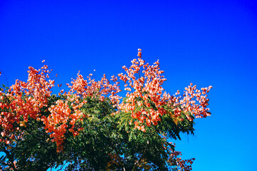 Koelreuteria paniculata tree and flower in Autumn. Common names include goldenrain tree, or varnish tree. The yellow flowers have turned into brownish colored seed pods.	