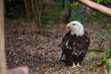 Bald eagle landed in wild