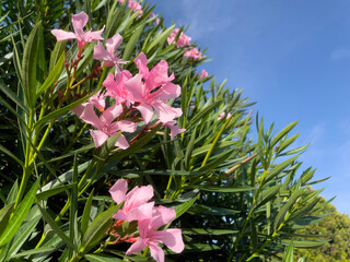 Pink oleander flowers