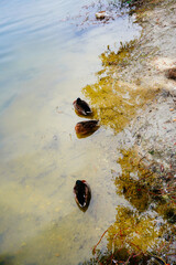Koelreuteria paniculata tree and flower in Autumn. Common names include goldenrain tree, or varnish tree. The yellow flowers have turned into brownish colored seed pods.	