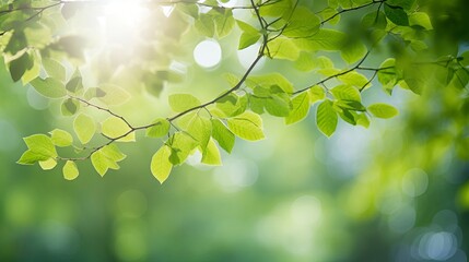 Obraz premium The green abstract bokeh is surrounded by tree leaves, which are illuminated with sunlight and soft light sparkles.