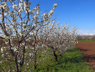 Blossoming cherry trees on a sunny spring day in the field on the plain