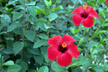 Red hibiscus rosa sinensis, rose mallow, chinese, hawaiian, china, shoeblackplant blooming plant.