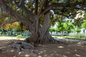 Religiosa Ficus Tree at public park, Greece. Complicated trunk lush foliage, wooden bench sunny day © Rawf8