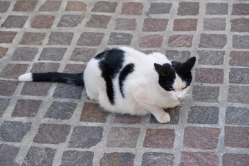 Bicolor cat sits on paved pavement background. Black and white kitty on Greek sidewalk. Above view