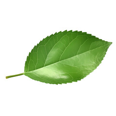 Obraz premium Green apple leaf isolated on transparent background