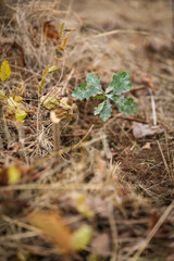Oak sapling ready to be planted during a afforestation process