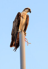 Eagle (Pandion haliaetus)