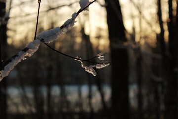 winter atmosphere - twig with frozen ice background