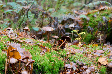 dark brown mushrooms in the sun, with beautiful green grass and surrounded by autumn leaves