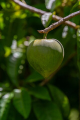 Close up of the green fruit on the tree in Kauai, Hawaii, United States.
