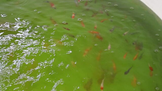Tilapia and koi juvenile fish or fingerling swimming in a rounded fiber fish tank with green algae water. Aquaponic or recirculating aquaculture system in fish farming.