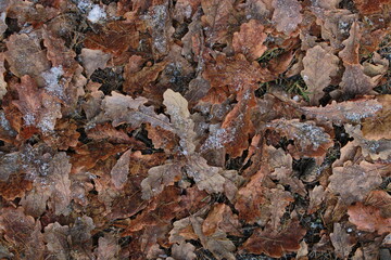 texture of frozen oak leaves