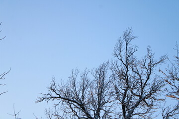 frozen winter branches against the sky.