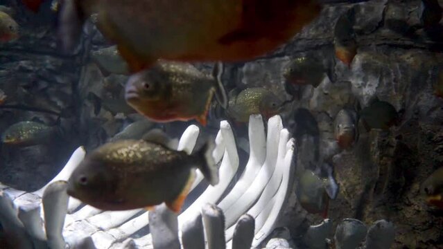 Red-bellied piranha or red piranha or Pygocentrus nattereri fish found from Amazon, Paraguay, Parana and Essequibo rivers show in the aquarium tank.