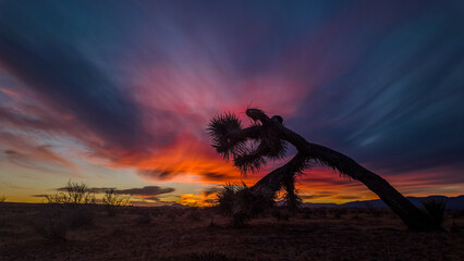 A Blazing Sunrise Symphony with Pink and Violet Skies, Framed by the Silhouette of a Leaning Joshua Tree