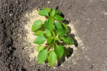 green pepper seedling on the garden bed top view 