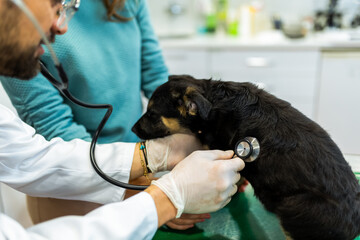 Young man, a veterinarian by profession, examines a dog in modern vet clinic.Young owner helps to...