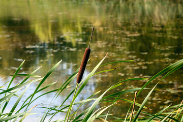 Brown reeds and green sedge leaves on the background of the water surface of an overgrown pond on a sunny autumn day.