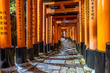 path under the torii  in the fushimi inari temple - obrazy, fototapety, plakaty