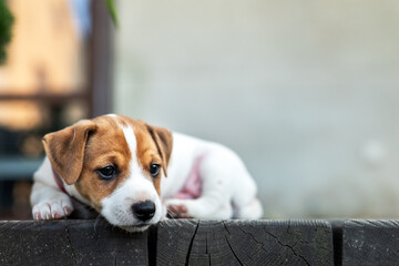 Tiny Jack Russel terrier puppy with sad eyes on the wooden terrace near his house. Dogs and pets photography