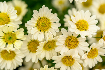 White chamomile. Medicinal plant. Use for cosmetic purposes.