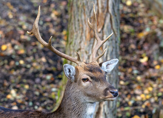 a young Fallow deer portrait