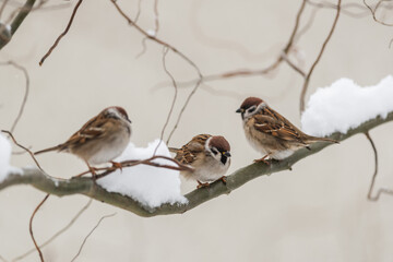 Three sparrow birds on twig closeup. Snowy tree in winter time. Birds photography