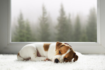 Small Jack Russell Terrier puppy sleeping on white carpet inside the house. Foggy fir tree forest outside the large window