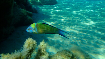 Ornate wrasse (Thalassoma pavo) undersea, Aegean Sea, Greece, Halkidiki