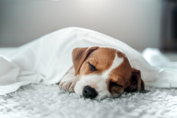 Jack russell terrier puppy sleeps under white sheet on white carpet