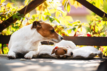Jack russell terrier puppy on white carpet on wooden terrace close up. Dogs and pets photography