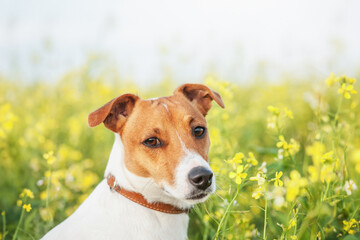 Jack Russel Terrier puppy on yellow rape flowers meadow. Dog portrait close up