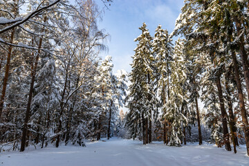 Snowy forest after heavy snowfall in central Europe