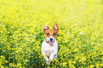 Happy Jack Russel Terrier puppy running in yellow rape flowers field. Pets life concept