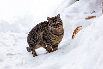 A wild cat hunts in a snowy forest in winter.