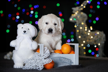 cute golden retriever puppy posing with tangerines in a basket with Christmas decorations in the background