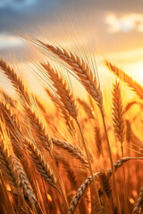 Goldenes Weizenfeld mit reifen Ähren in der Abendsonne, Generative AI