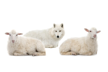 wolf in sheep's clothing with sheep isolated on white background - obrazy, fototapety, plakaty