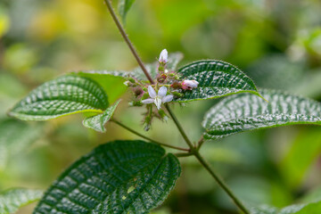 Close up of the small white flower of Soapbush, Clidemia or Koster's curse scientific name Clidemia hirta in Kauai, Hawaii, United States.
