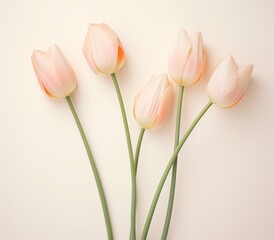 Fototapeta premium tulip stem with white blooms set in ivory,