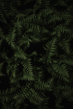 green fern background