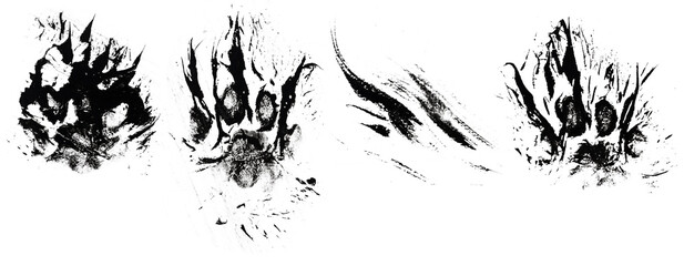 Paw prints of a shaggy cat, blots, criminology, perfect crime, black paint, isolated on transparent or white background, png