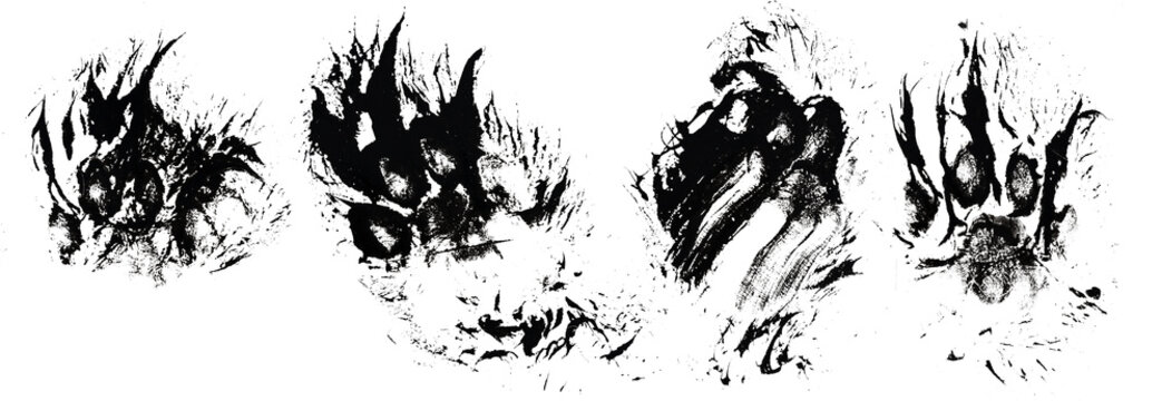 Paw prints of a shaggy cat, blots, criminology, perfect crime, black paint, isolated on transparent or white background, png