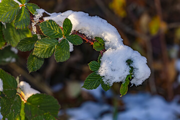Snow on the leaves of a shrub