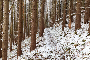 Snowy winter landscape in  mountain forest.  Winter in mountain